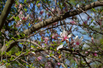 Garden in spring time. Close up of pink magnolia blossoms. Spring floral background with magnolia flowers. Blooming Magnolia tree. Selective focus. Concept of beautiful background.