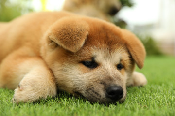 Cute Akita Inu puppy on green grass outdoors. Baby animal