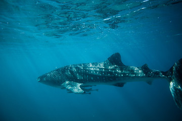 Whale Shark