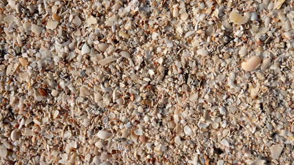 Uniform background of small cracked shells. Top view, close up. There is a place for inscription.