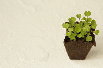 sprouted greens, micro-greens, sprouts in pots
