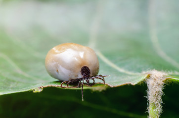 Swollen mite from blood, a dangerous parasite and carrier of infection sits on a leaf
