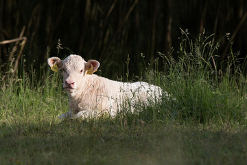 Junges Kalb
