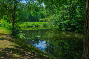 Forest river and island summer day