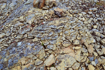 rock with lichen on a rock, gray with blue green moss, texture, flat,  rounded
