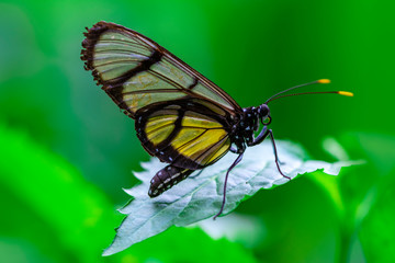 Closeup beautiful butterfly in a summer garden