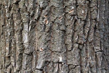 Old tree bark close-up. Backgrounds and textures