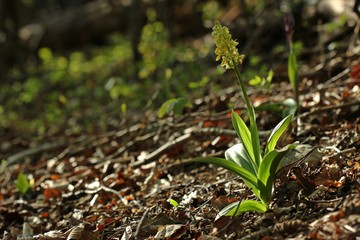 Blasses Knabenkraut (Orchis pallens)