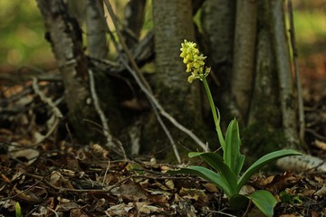 Blasses Knabenkraut (Orchis pallens)