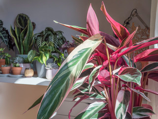 A collection of indoor house plants