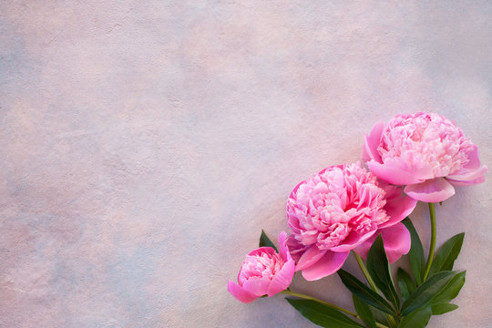 Three pink peonies on a decorative background