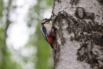 Spotted woodpecker major on tree trunk. Birds