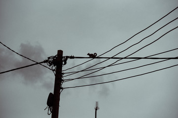 Strom Eichhörnchen