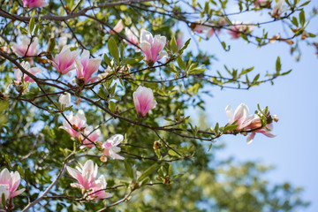 Garden in spring time. Close up of pink magnolia blossoms. Spring floral background with magnolia flowers. Blooming Magnolia tree. Selective focus. Concept of beautiful background.
