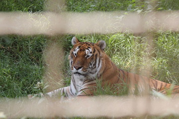 Tiger, tigre, caged tiger, tigre en jaula, enjaulado