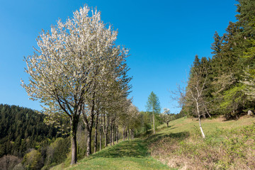 OBSTBAUMBLÜTE . KIRSCHBLÜTE . FLOWERING SEASON