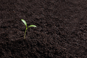 Green seedlings, sprouts growing from the soil, black soil,