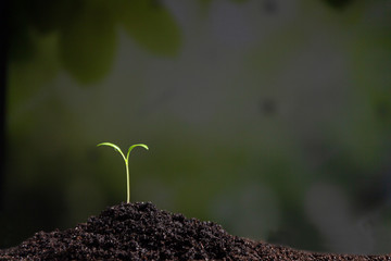 The seedling are growing from the rich soil