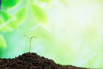 The seedling are growing from the rich soil to the morning sunlight that is shining