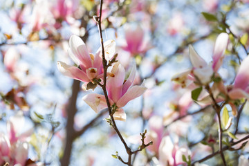 Garden in spring time. Close up of pink magnolia blossoms. Spring floral background with magnolia flowers. Blooming Magnolia tree. Selective focus. Concept of beautiful background.