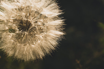 Tragopogon pratensis. Beautiful photo of a big dandelion. Misty blurred background. Brown toned photo