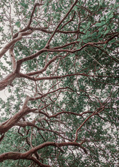 Beautiful Large Tree with Green Leaves and multiple branches