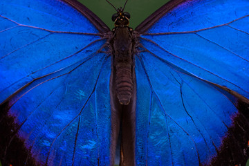 Macro Butterfly wing background Blue Morpho, Morpho peleides, big butterfly sitting on green leaves, beautiful insect in the nature habitat
