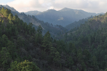 Fototapeta na wymiar Mountains in green forest
