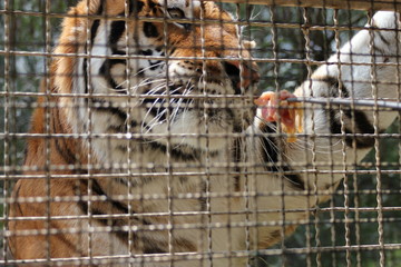 Tiger, tigre, caged tiger, tigre en jaula, enjaulado