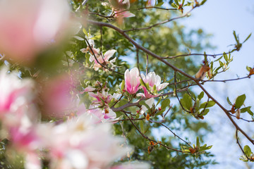 Garden in spring time. Close up of pink magnolia blossoms. Spring floral background with magnolia flowers. Blooming Magnolia tree. Selective focus. Concept of beautiful background.