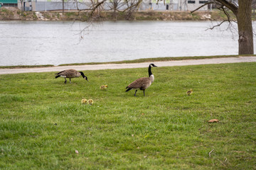 geese in the grass