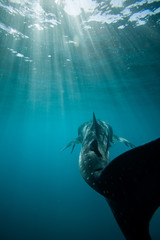 Whale Shark