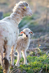 Obraz premium spring background of cute little lamb and sheep grazing