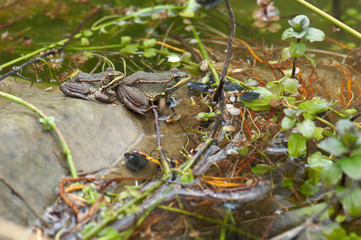 Perez's frogs Pelophylax perezi in a pond. La Lajilla. The Nublo Rural Park. Aldea de San Nicolas de Tolentino. Gran Canaria. Canary Islands. Spain.