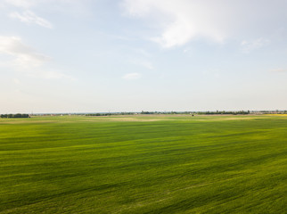 Large green field of a green wheat and another cereals cultures in spring season from Aerial view. Agricultural fields.