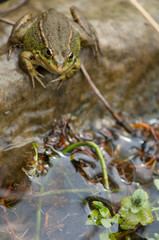 Perez's frog Pelophylax perezi in a pond. La Lajilla. The Nublo Rural Park. Aldea de San Nicolas de Tolentino. Gran Canaria. Canary Islands. Spain.