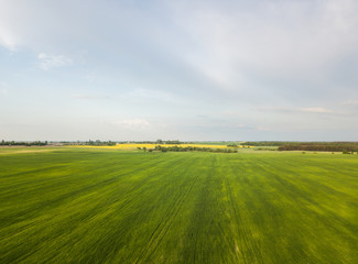 Large green field of a green wheat and another cereals cultures in spring season from Aerial view. Agricultural fields.