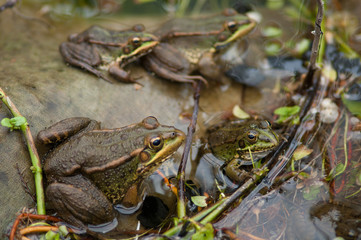 Perez's frogs Pelophylax perezi in a pond. La Lajilla. The Nublo Rural Park. Aldea de San Nicolas de Tolentino. Gran Canaria. Canary Islands. Spain.