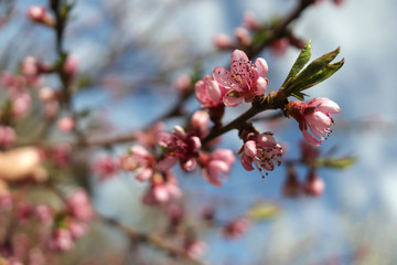 pink cherry blossom