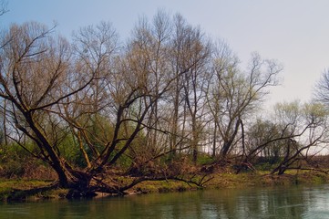 Fototapeta na wymiar Herbst, Winter, Frühling kahle Bäume am Fluss