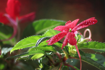 red and yellow flower