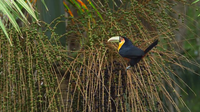 Red-breasted Toucan (Ramphastos dicolorus) sitting on a jucara palm