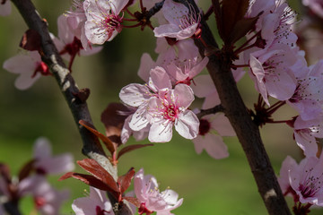 Fototapeta na wymiar Garden in spring time. Closeup view of cherry or apple blossom. Little green leaves and white flowers of cherry tree. Concept of beautiful background. wallpaper