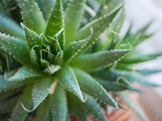 Green succulents plant close-up. green cactus