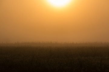 Fototapeta na wymiar Foggy Sunrise On Farm, Washington County, Texas, USA