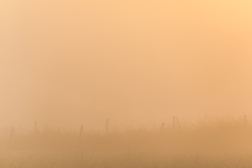 Foggy Sunrise On Farm, Washington County, Texas, USA