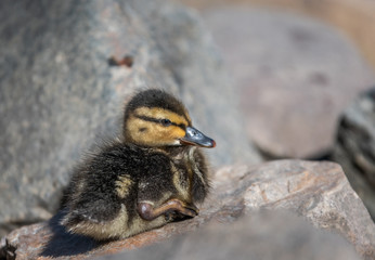 baby mallard duck
