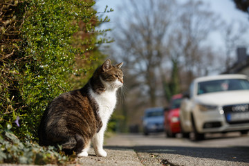 Katze an der Straße