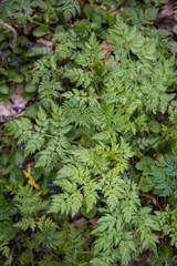 Wildflower named Poison Hemlock green and fresh growing in nature close up stock photo