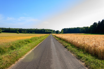Empty country road in the countryside with agricultural fields, diminishing perspective